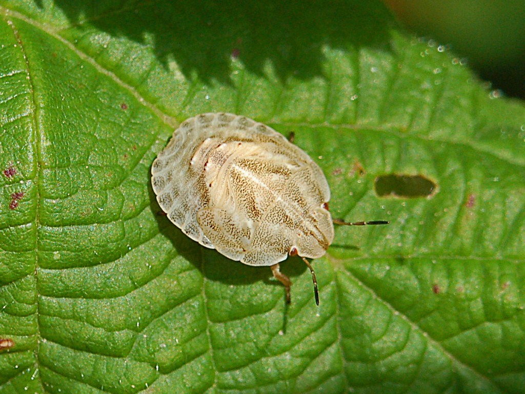 Un pentatomide pallido pallido .... Eurygaster sp.